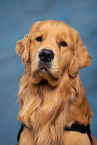 Crumble The Dog